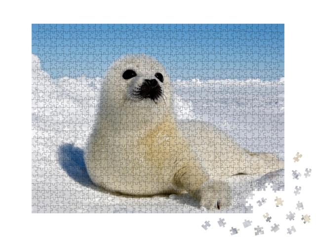 Puzzle 1000 Teile „Baby Sattelrobbe, Magdaleneninseln“