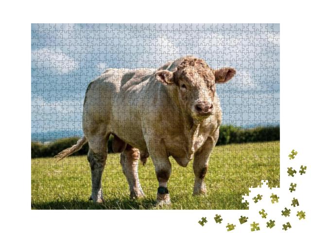 Puzzle 1000 Teile „Charolais-Bulle zeigt seine Muskeln auf dem Feld“