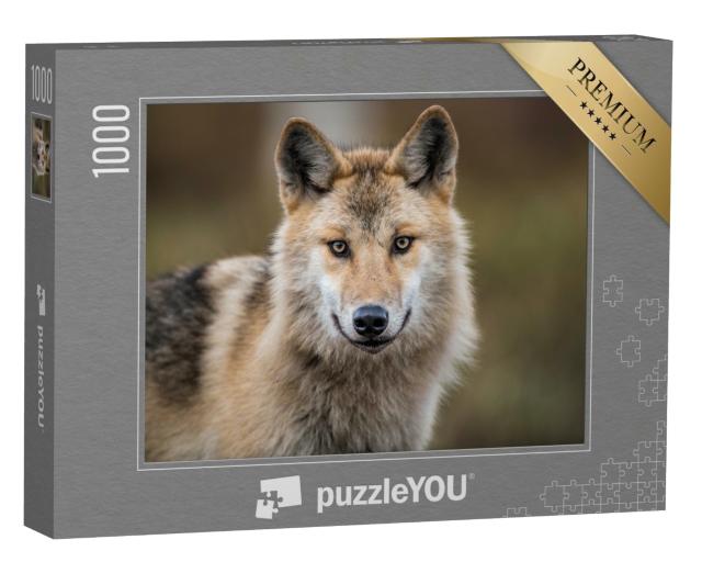 Puzzle 1000 Teile „Porträt eines grauen Wolfes, auch bekannt als Timberwolf“