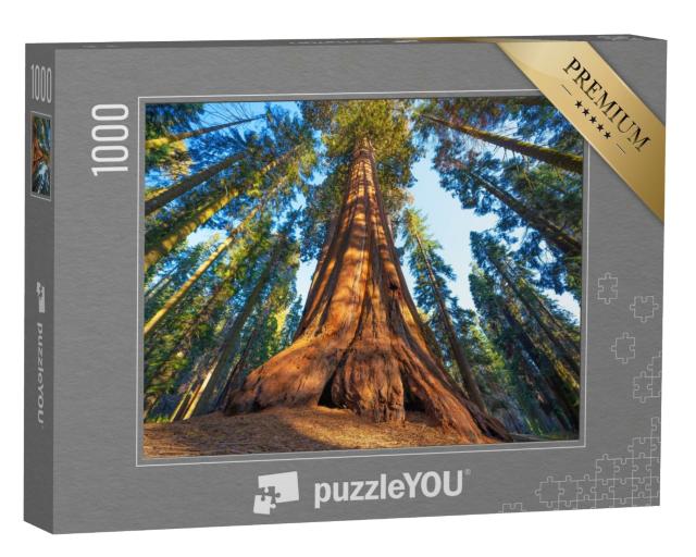 Puzzle 1000 Teile „Ein Riesenmammutbaum bei Sonnenuntergang“
