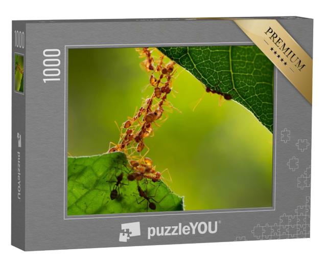 Puzzle 1000 Teile „Eine Ameisenbrücke“