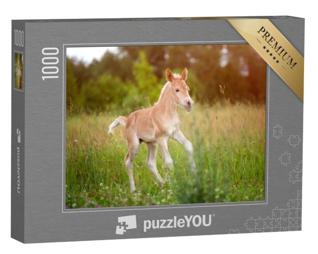 Puzzle 1000 Teile „Wunderschönes Haflingerfohlen“