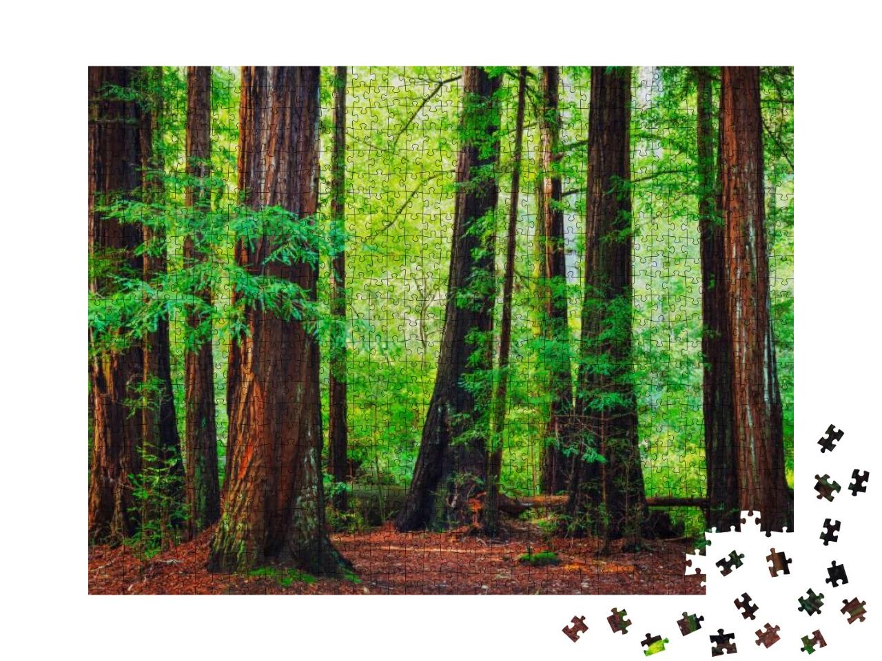 Puzzle 1000 Teile „Redwood-Bäume, Nordwest-Regenwald“