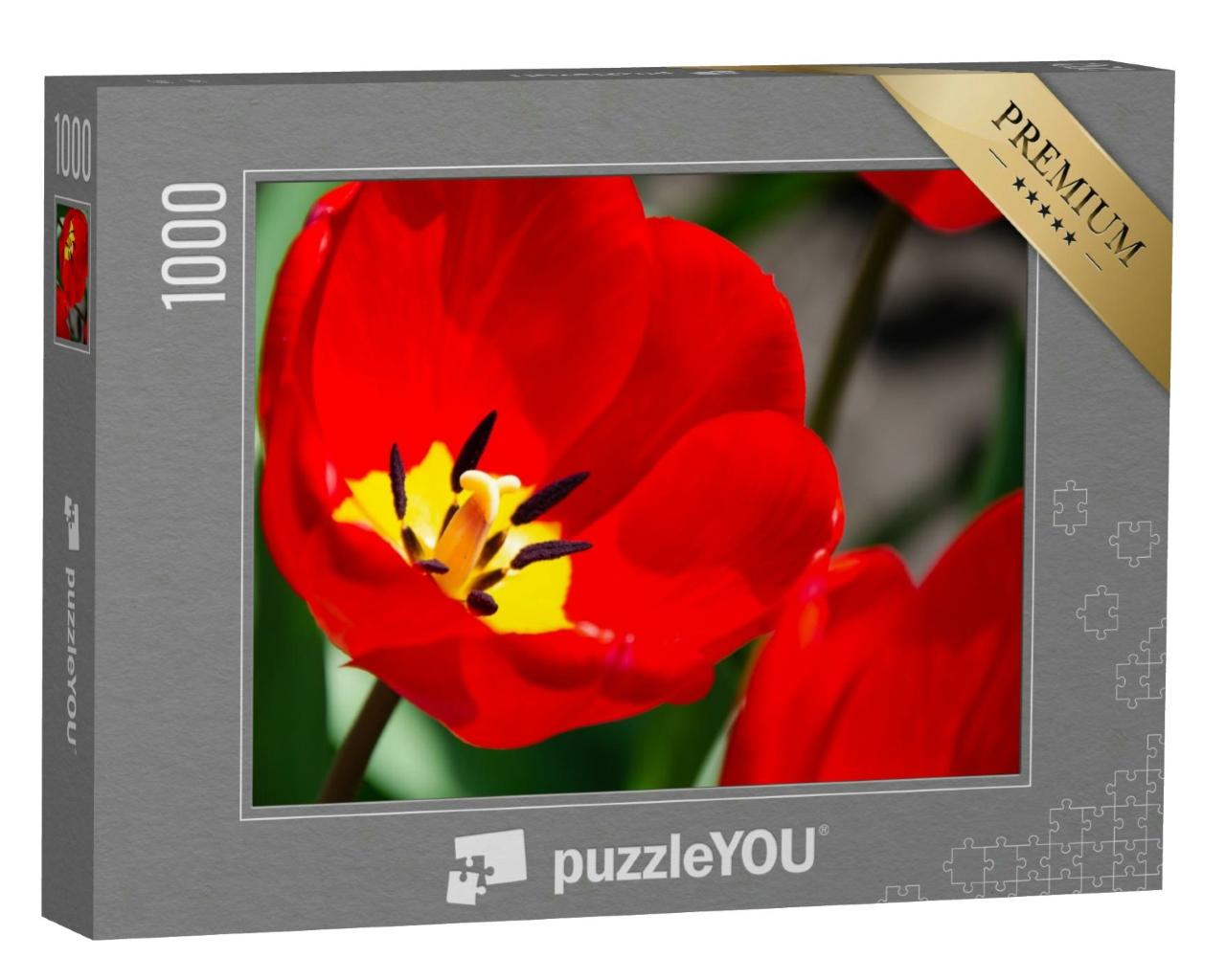 Puzzle 1000 Teile „Details der inneren Tulpenblüte mit Stempel und Staubgefäßen “