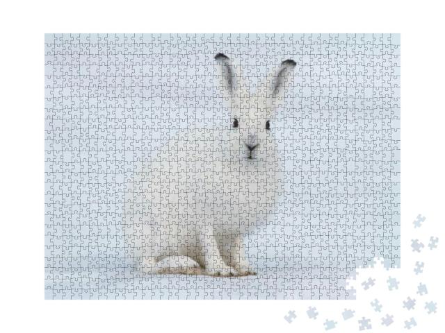 Puzzle 1000 Teile „Ein weißer Hase in derTundra, Sibirien“