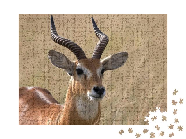 Puzzle 1000 Teile „Uganda-Kob-Antilope, Afrika“