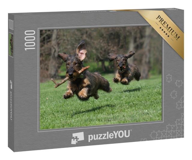 Puzzle 1000 Teile „Zwei Hunde: Rasse Rauhaardackel“