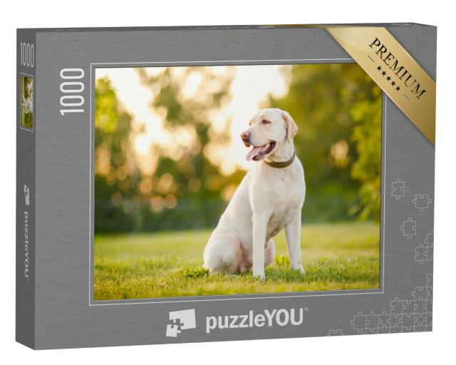 Puzzle 1000 Teile „Aufmerksamer Labrador Retriever“