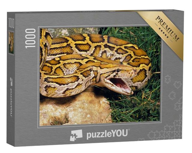 Puzzle 1000 Teile „Indische Python “