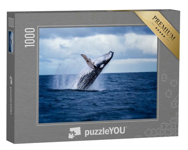 Puzzle 1000 Teile „Buckelwal springt aus dem Wasser, Australien“