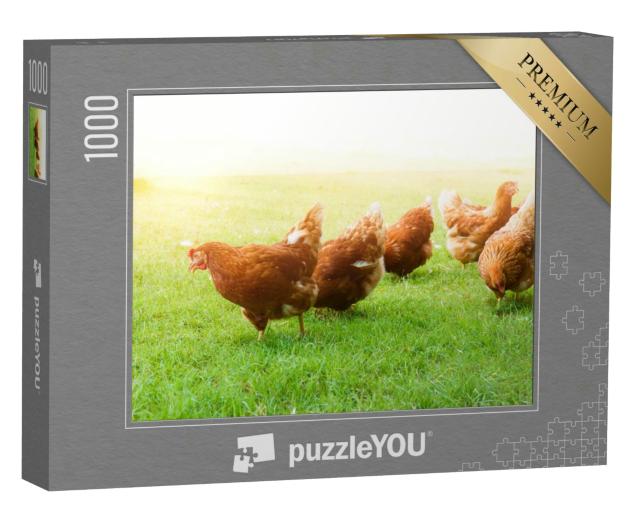 Puzzle 1000 Teile „Freilaufende Hühner auf einer grünen Wiese“