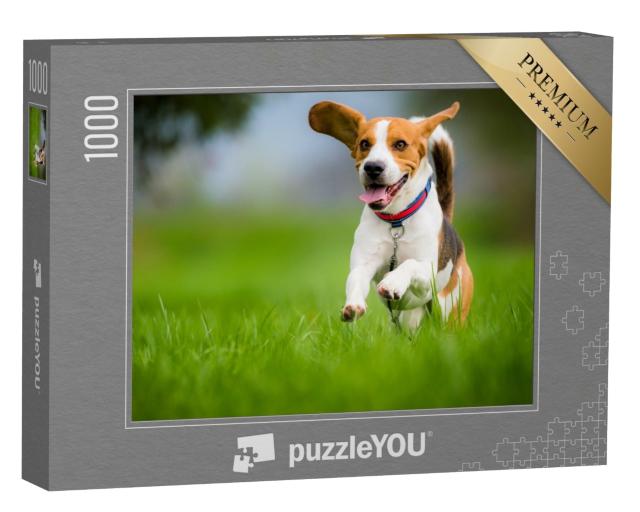 Puzzle 1000 Teile „Ein Beagle im Frühjahr“