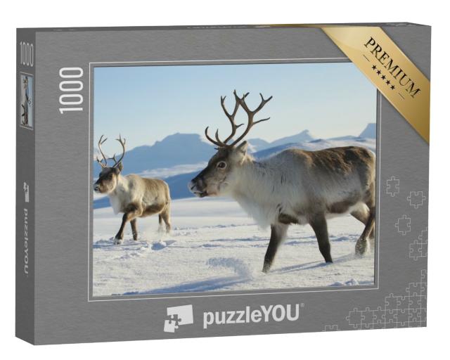 Puzzle 1000 Teile „Rentiere im Norden von Norwegen“