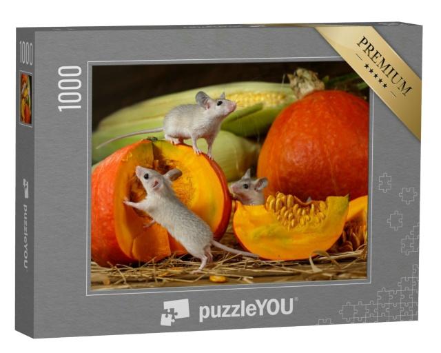 Puzzle 1000 Teile „Drei junge Mäuse erkunden geerntete Kürbisse“