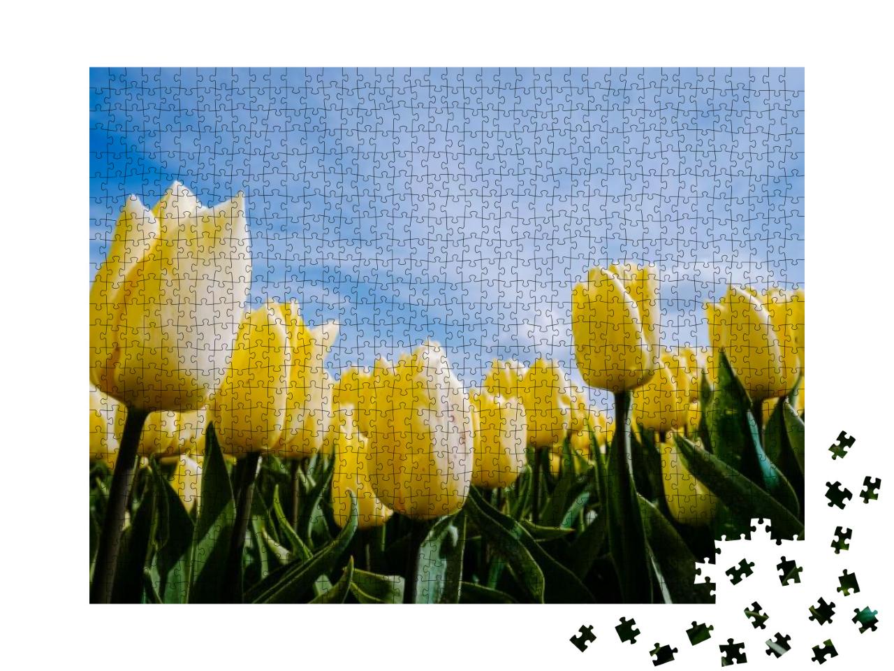 Puzzle 1000 Teile „Gelbes Tulpenfeld in Flevoland, Niederlande“