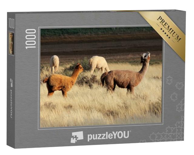 Puzzle 1000 Teile „Alpakas (Vicugna pacos) sind eine domestizierte südamerikanische Kamelart“