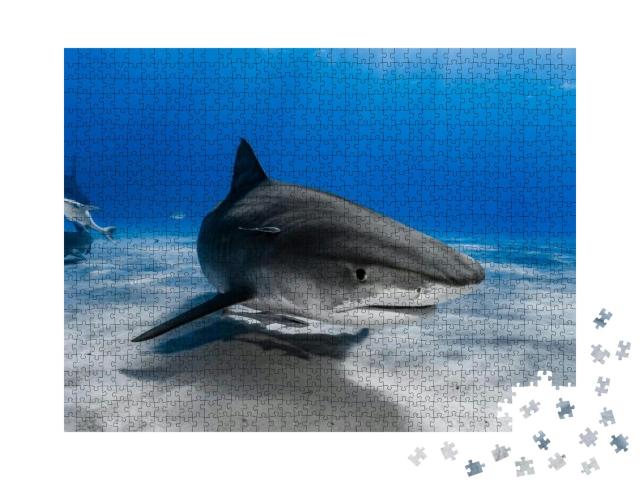 Puzzle 1000 Teile „Tigerhai schwimmt über das Riff“