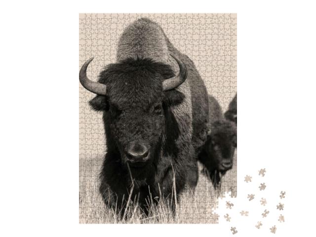 Puzzle 1000 Teile „Amerikanischer Bison oder Büffel “