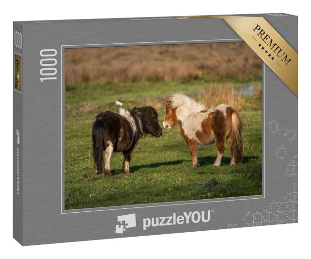 Puzzle 1000 Teile „Shetlandponys auf den Weiden von Limburg, Niederlande“