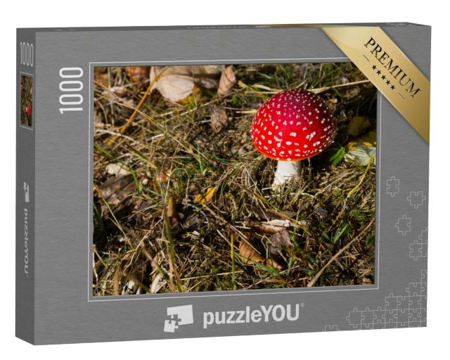 Puzzle 1000 Teile „Wunderschön und giftig: Fliegenpilze“