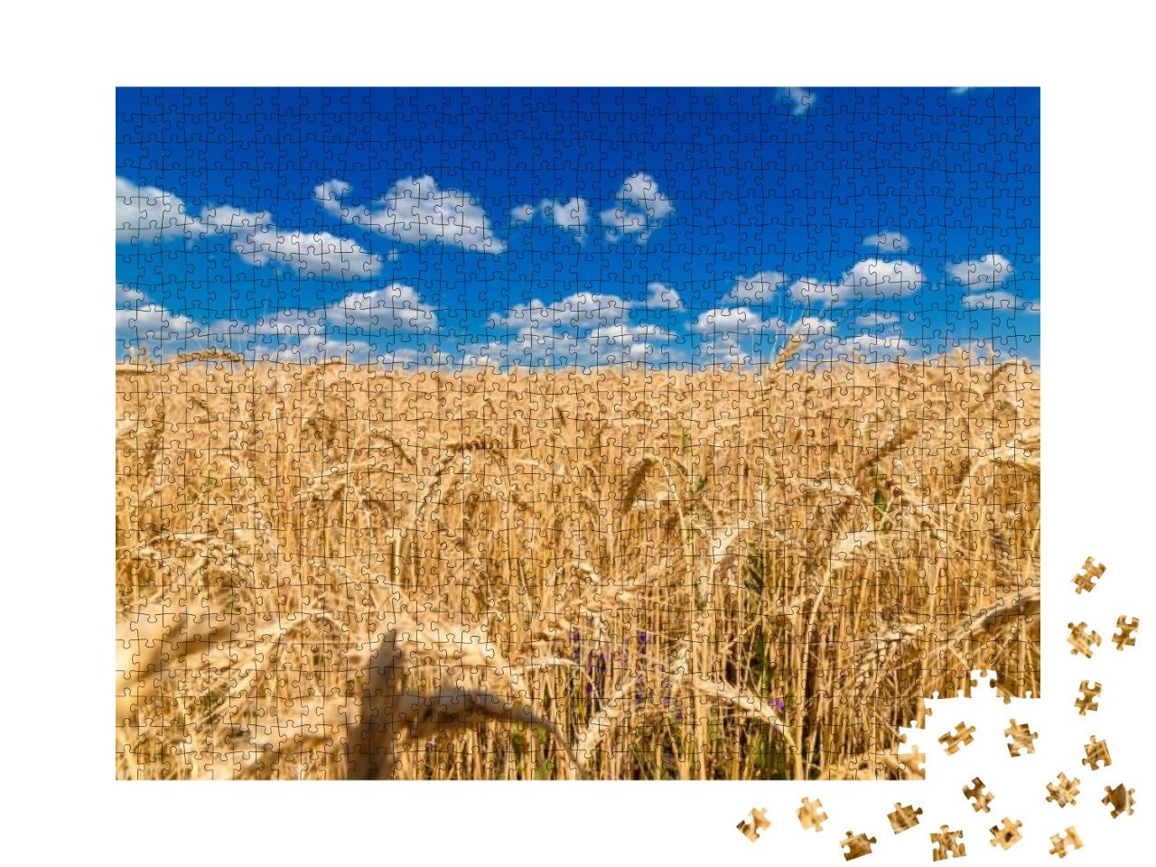 Puzzle 1000 Teile „Goldenes Weizenfeld unter strahlend blauem Himmel“