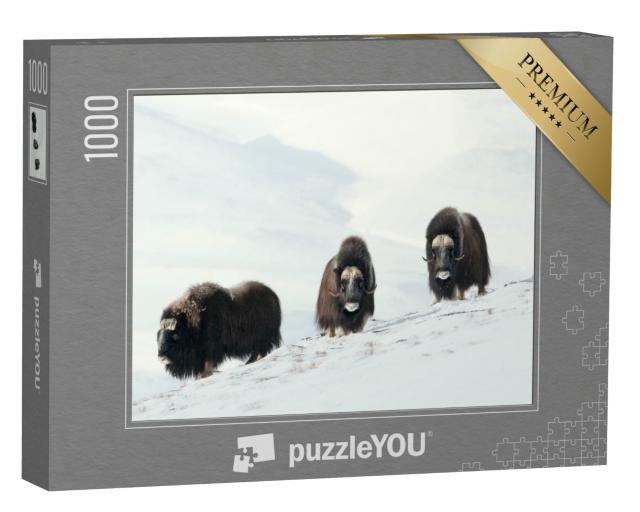 Puzzle 1000 Teile „Drei Moschusochsen im verschneiten Dovrefjell-Gebirge, Norwegen“