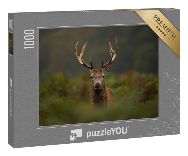 Puzzle 1000 Teile „Ein junger Rothirsch“