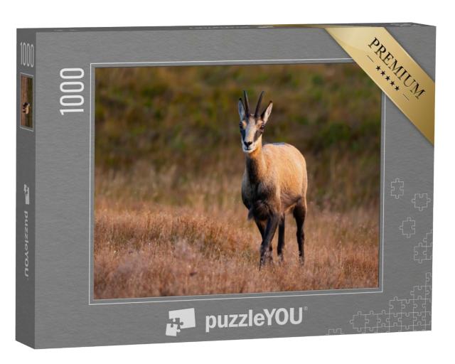 Puzzle 1000 Teile „Tatra-Gämse beim Grasen im herbstlichen Abendlicht“