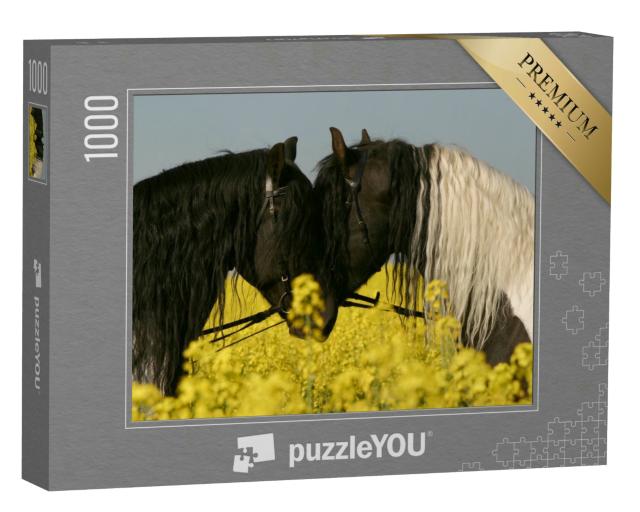 Puzzle 1000 Teile „Zwei Friesenpferde Stirn am Stirn im Rapsfeld“
