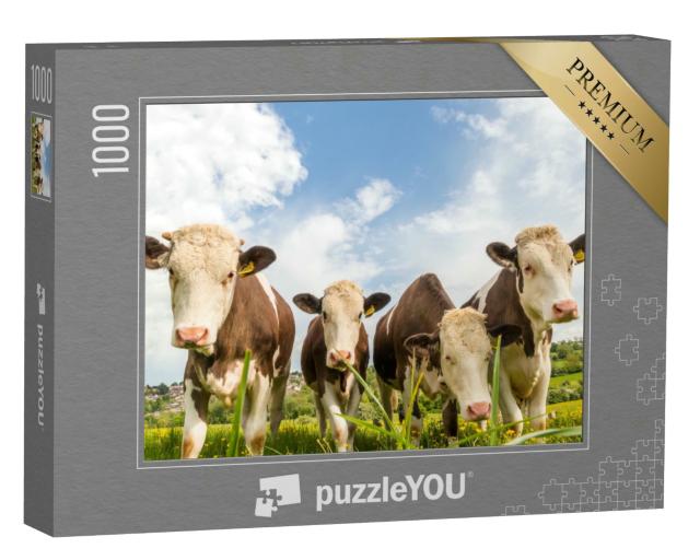 Puzzle 1000 Teile „Vier junge Kühe auf einer Weide in England“