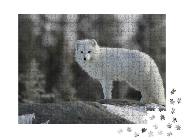 Puzzle 1000 Teile „Polarfuchs in Kanada“