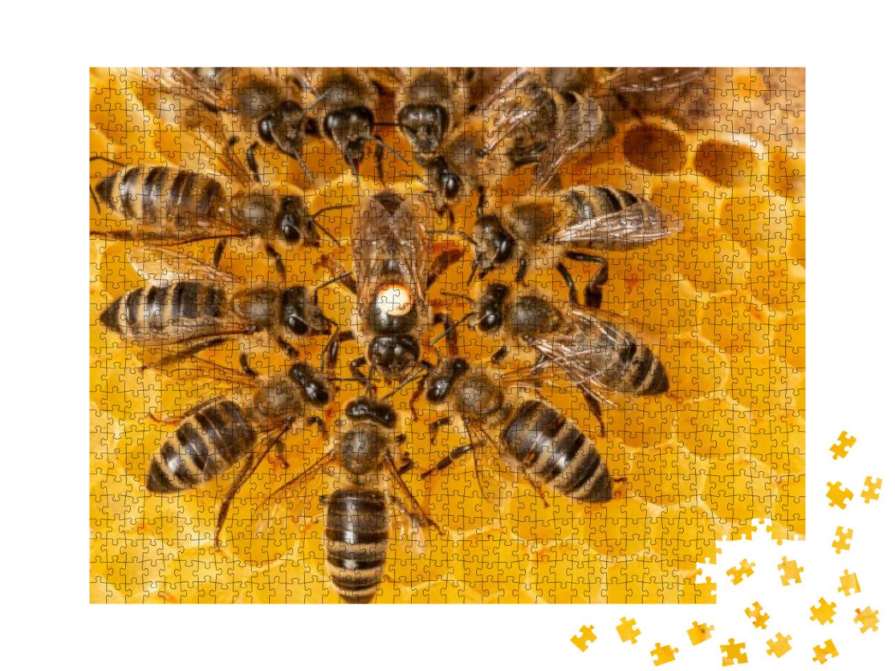 Puzzle 1000 Teile „Bienenkönigin umgeben von Arbeiterinnen“