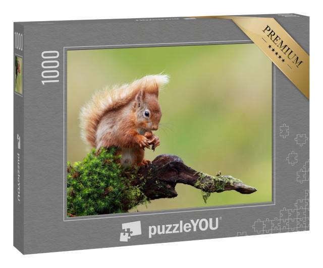 Puzzle 1000 Teile „Rotes Eichhörnchen“