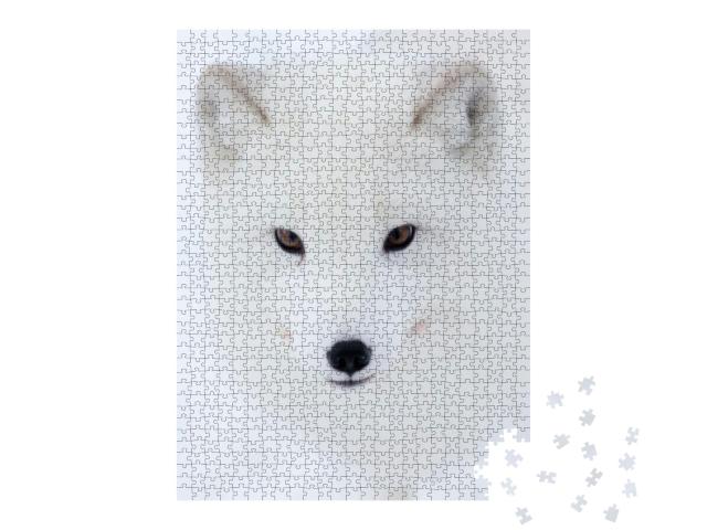 Puzzle 1000 Teile „Der Blick eines Polarfuchses“