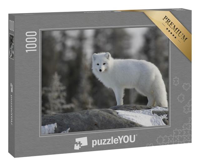 Puzzle 1000 Teile „Polarfuchs in Kanada“
