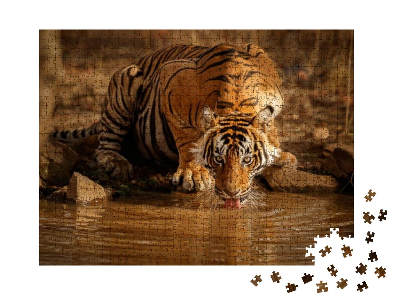 Puzzle 1000 Teile „Tiger in der Natur: Tigermännchen trinkt Wasser in Rajasthan, Indien“