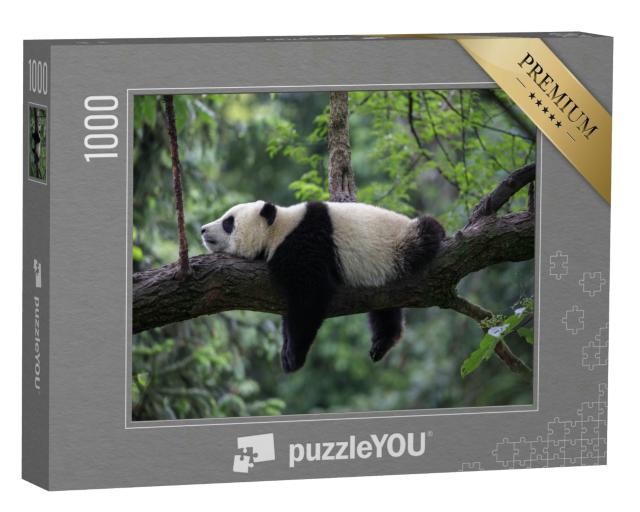 Puzzle 1000 Teile „Pandabär schlafend auf einem Baumzweig, Bifengxia Naturschutzgebiet, China“