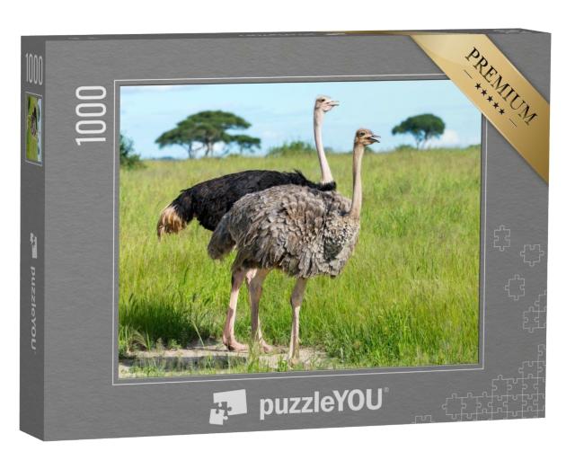 Puzzle 1000 Teile „Paar Strauße in Tansania, Afrika“