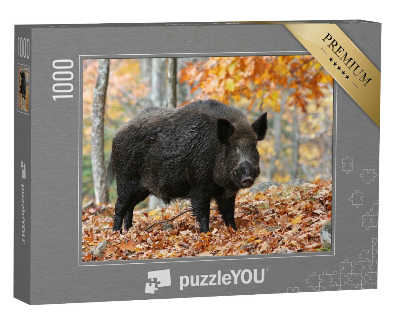 Puzzle 1000 Teile „Männliches Wildschwein im Herbstwald“
