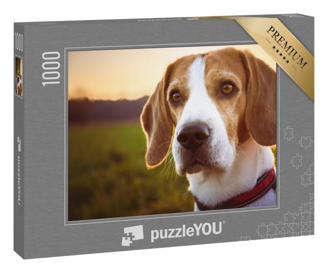 Puzzle 1000 Teile „Portrait eines Beagles bei Sonnenuntergang“
