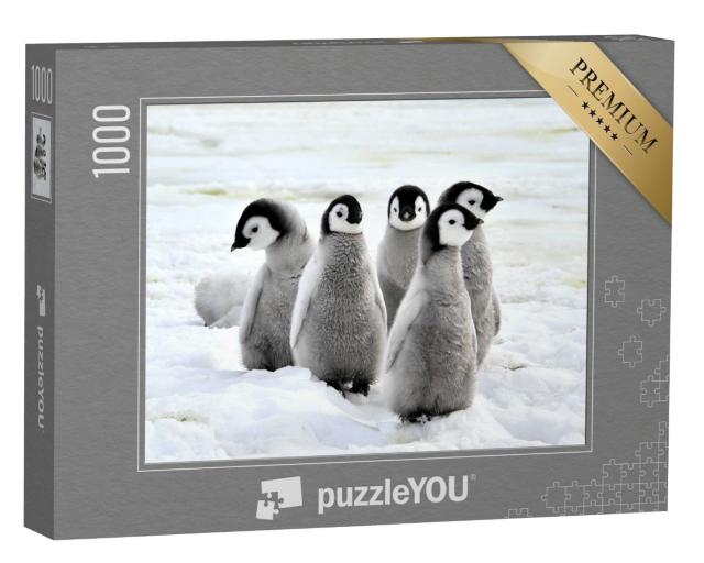 Puzzle 1000 Teile „Kaiserpinguin-Küken auf dem Schnee, Antarktis“