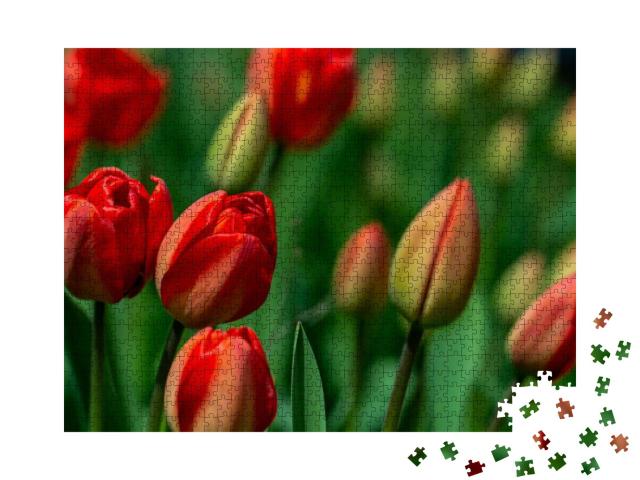 Puzzle 1000 Teile „Rote Tulpenblüten blühen auf einem Tulpenfeld“