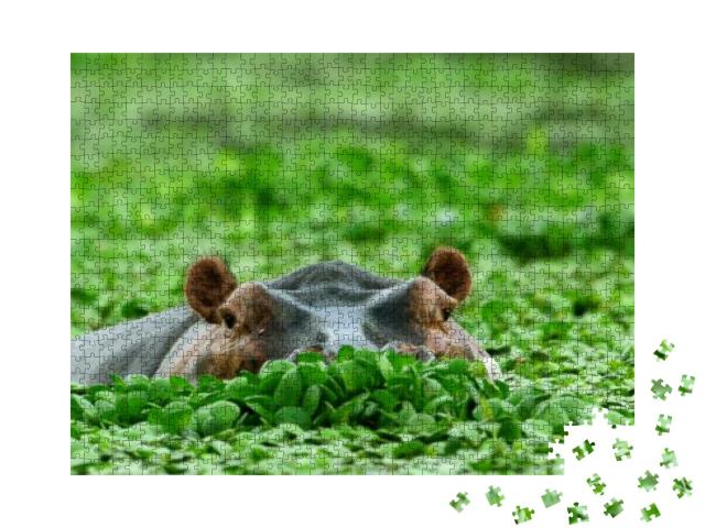 Puzzle 1000 Teile „Nilpferd, versteckt in Wasserpflanzen“