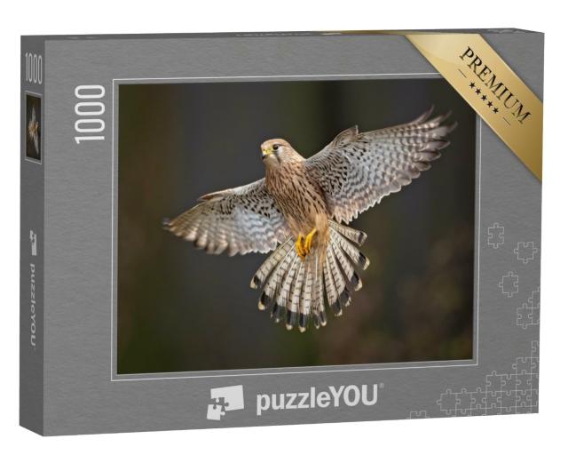Puzzle 1000 Teile „Detailstudie eines Turmfalken im Flug“