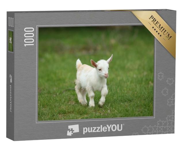 Puzzle 1000 Teile „Weißes Ziegenbaby im Gras, New England, USA“