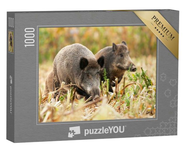 Puzzle 1000 Teile „Eine Herde Wildschweine “