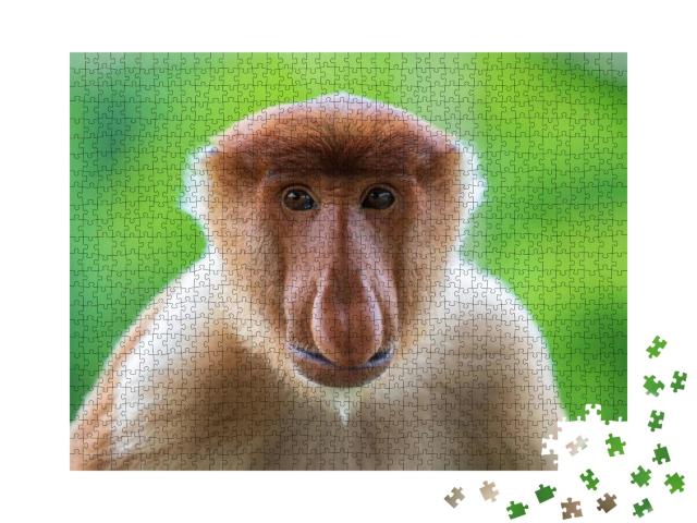 Puzzle 1000 Teile „Proboscis-Affe oder Nasalis larvatus auf Borneo“