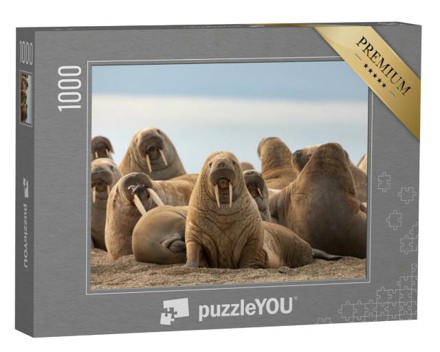Puzzle 1000 Teile „Eine Gruppe von Walrossen am Sandstrand“