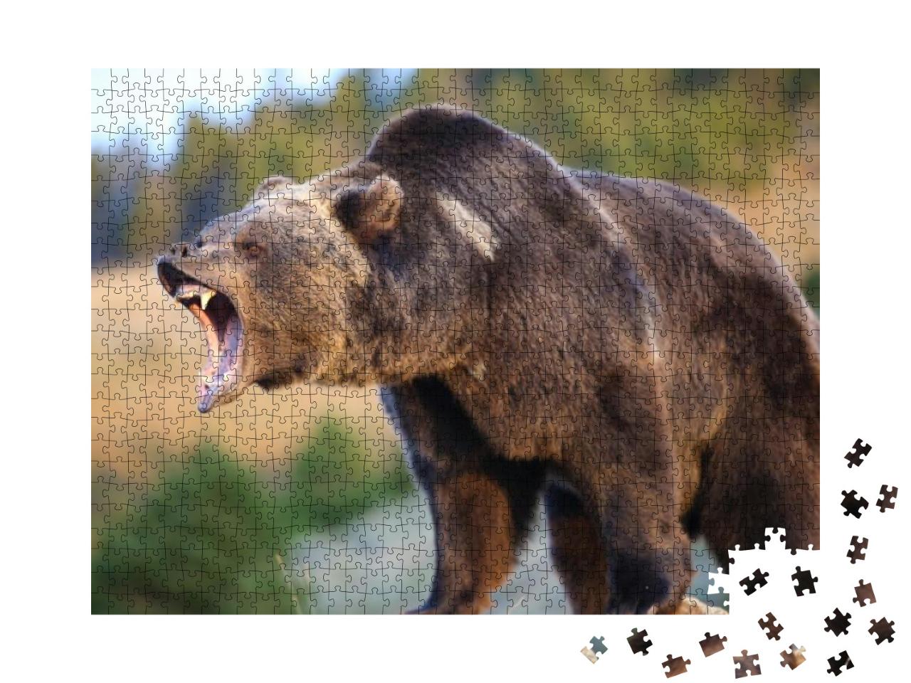 Puzzle 1000 Teile „Nordamerikanischer Braunbär, Grizzly“
