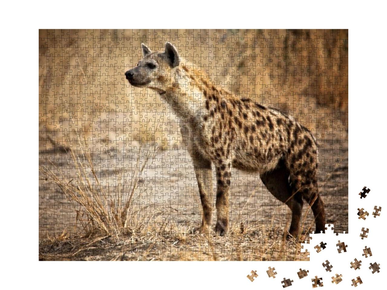 Puzzle 1000 Teile „Hyäne im Luangwa-Nationalpark in Sambia“